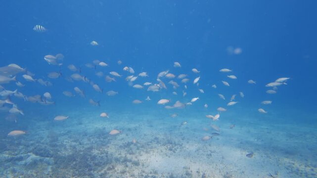 school of fish swimming in ocean