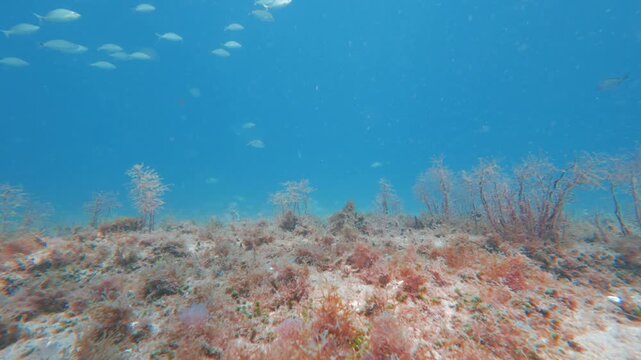 coral reef with school of tropical fish