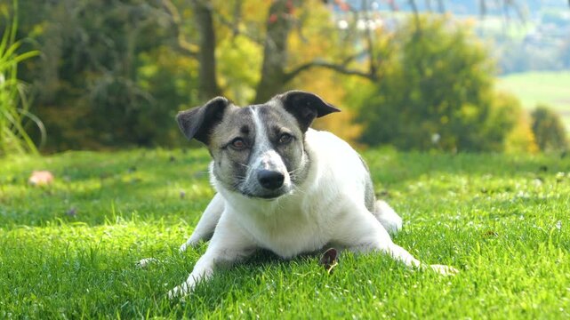 PORTRAIT: Cute mixed breed dog lies relaxed on bright green grass in a sunny garden, with soft autumn forest colors in the background. Alert furry companion enjoying a peaceful moment outdoors in fall