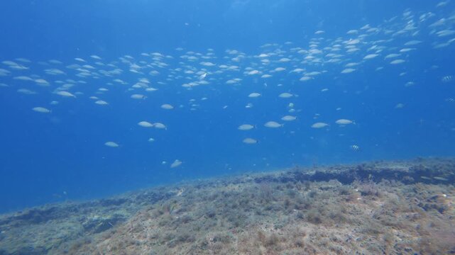 school of fish swimming in ocean