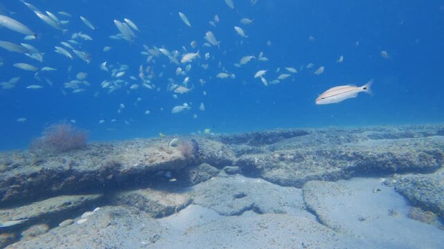 school of fish swimming in ocean