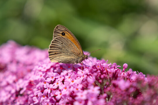 Meadow brown butterfly on a pink Buddleja davidii flower.