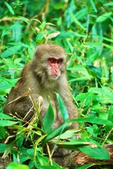 Japanese Macaque Sitting Among Lush Green Forest Foliage © youyuu.photo