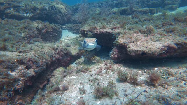 pufferfish swimming in ocean