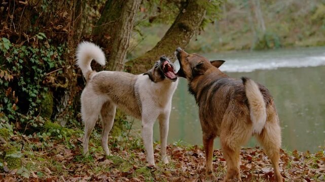 SLOW MOTION: Two mixed breed dogs engage in playful roughhousing on riverbank strewn with fallen autumn leaves. Energetic candid moment beside a calm river and colorful forest foliage in Slovenia.