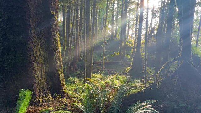 Sun Rays Through Mossy Coastal Forest at Ecola State Park Oregon