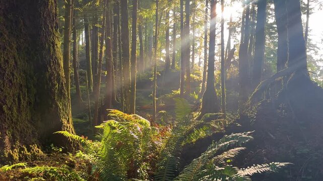 Golden Sunlight Through Ferns and Forest at Ecola State Park Oregon