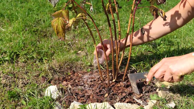CLOSE UP: Gardener applies granular fertilizer around a raspberry bush and spreads it with a small hand tool. Bright autumn sunlight highlights seasonal care for healthier growth and stronger plants.