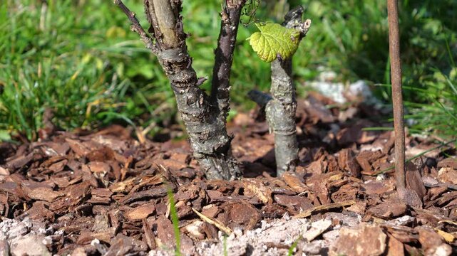 CLOSE UP: Caring gardener pouring granular fertilizer around the base of a currant bush growing in bark mulch. Seasonal plant care for healthy roots and vigorous future growth on a sunny autumn day.