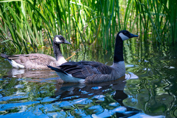 Canada geese on calm water. Waterfowl swimming in pond. Wildlife bird nature scene. Lake reflection with geese. © Svitlana