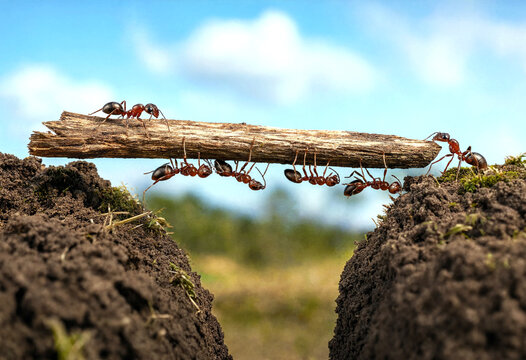 Teamwork of red ants carrying a small twig together over a gap in dirt ground