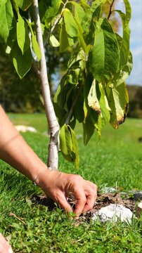CLOSE UP: Gardener pulls weeds by hand from the mulched base of a young asimina pawpaw tree. Sunny autumn day for garden maintenance that reduces competition around trunk and supports healthy growth.