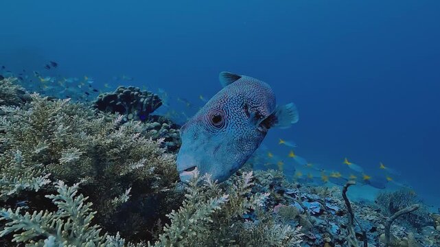 Two silvery batfish, Platax sp., cross above a coral reef, their reflective bodies shining against the blue lagoon of Raja Ampat, Indonesia.