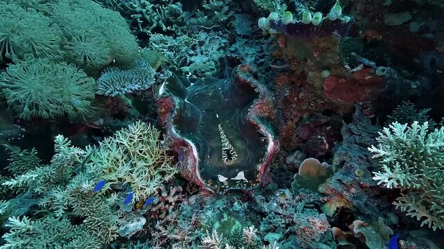 Large giant clam Tridacna gigas resting among hard corals on a pristine coral reef in Raja Ampat, Indonesia, one of the richest marine ecosystems on Earth.