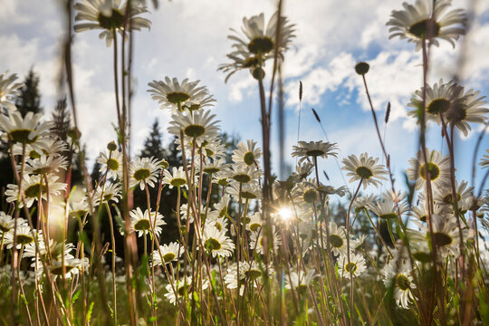 Chamomile