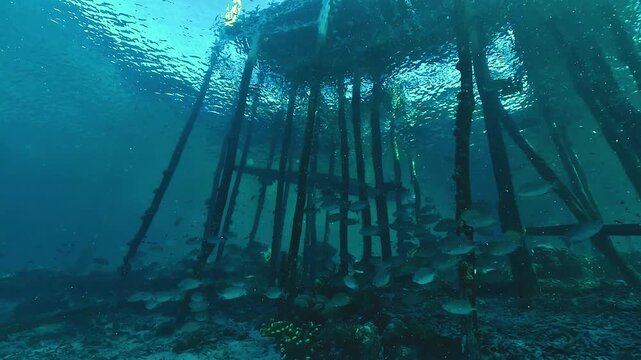 Wide low-angle view beneath a village jetty in Raja Ampat, Indonesia, with a group of tropical fish gathering around the wooden pillars.