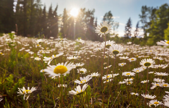 Chamomile