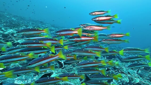 Slow-motion zoom on a school of white-banded snappers, Lutjanus sp., swimming above a coral reef against the blue ocean in Raja Ampat.