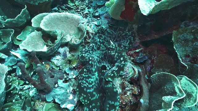 Close-up of a giant clam, Tridacna gigas, showing its large exhalant siphon used to expel filtered seawater back into the surrounding reef.