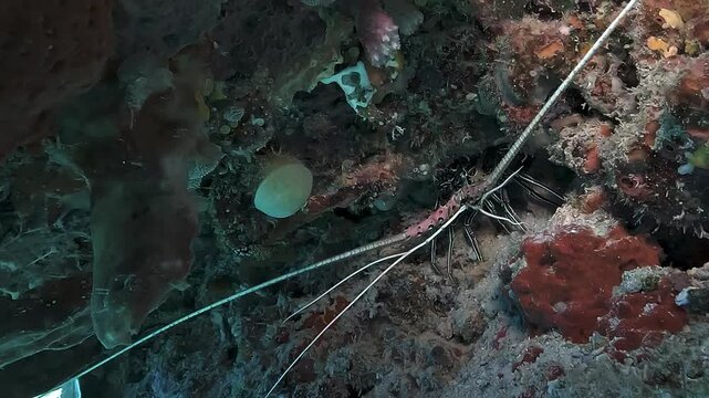 Close-up of a spiny lobster, Panulirus sp., sheltered inside a coral hole and nervously waving its long antennae on a reef in Raja Ampat.
