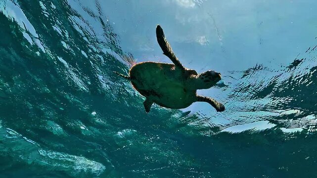 Low-angle close-up of a green sea turtle, Chelonia mydas, with its head appearing at the bottom of the frame against the blue ocean in Raja Ampat.