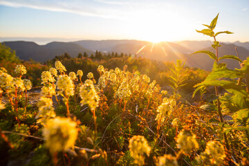 Obraz premium Sunny meadow