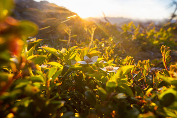 Obraz premium Sunny meadow