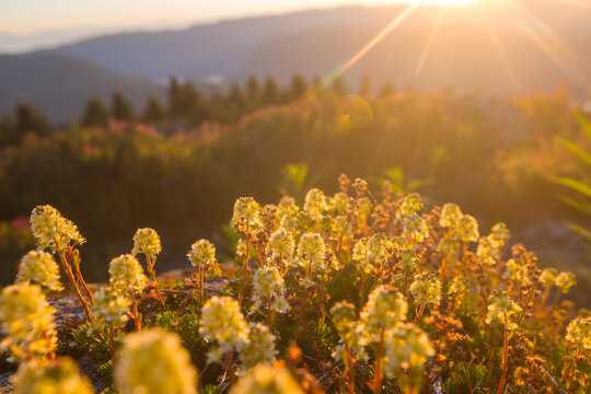 Sunny meadow
