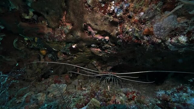 Sheltered inside a reef crack, a rock lobster slowly deploys its sensitive antennae toward the approaching camera in Raja Ampat, Indonesia.