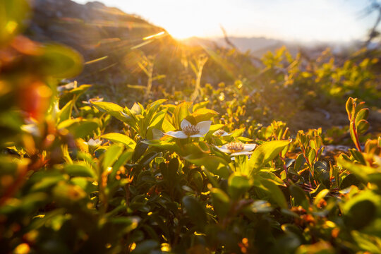 Sunny meadow