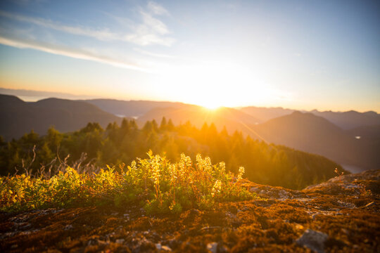Sunny meadow