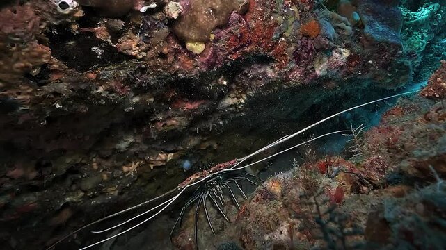 A spiny lobster, Panulirus sp., hides in a coral reef crevice and extends its long antennae toward the camera to investigate the intruder in Raja Ampat.