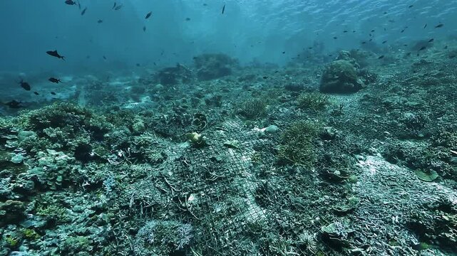 Dead coral area covered by a metal grid near a village in Raja Ampat, Indonesia, showing human intervention on a damaged tropical reef.