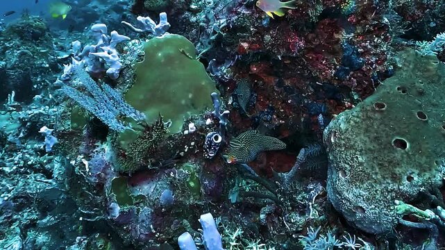 Two shots of a Papuan toby, Canthigaster papua, swimming close to a coral reef in Raja Ampat, Indonesia.