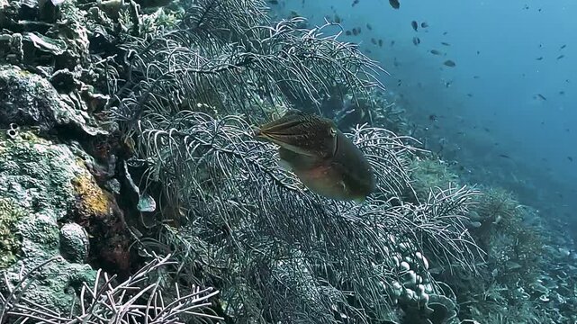 A reef cuttlefish rapidly modifies its coloration and skin pattern several times in response to the camera approaching in Raja Ampat.