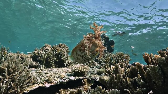 Broadclub cuttlefish - Sepia latimanus - remains stationary above a coral reef while raising and displaying its arms.