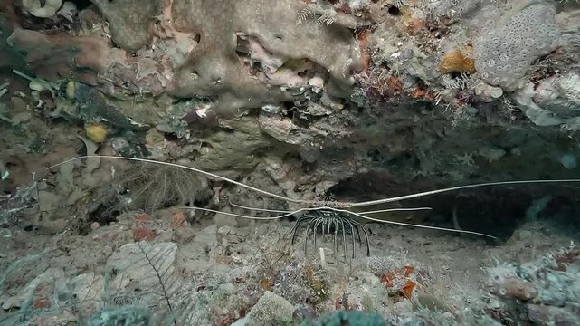 Zoom on a painted spiny lobster, Panulirus versicolor, hidden in a reef crevice, revealing its ten legs and two pairs of sensory antennae in Raja Ampat.