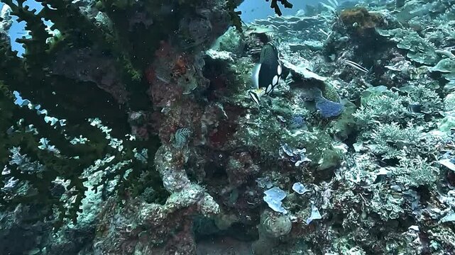 A clown triggerfish, Balistoides conspicillum, swims above a coral reef in Raja Ampat, displaying large white spots, dark body and yellow mouth.