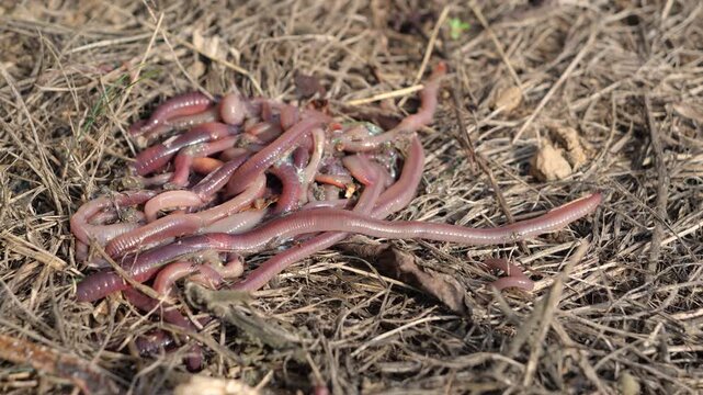 CLOSE UP: Cluster of pink earthworms wriggles across dry mulch and plant debris in garden. Worms with segmented bodies and important role in decomposition, soil fertility and natural nutrient cycle.