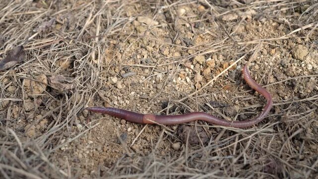 CLOSE UP: Earthworm crawls over dry soil and straw mulch on a sunny autumn day. Detailed view of beneficial garden animal with long segmented body that helps aerate soil and recycle organic material.