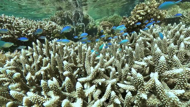 Staghorn corals, Acropora sp., grow in crystal-clear shallow water as small blue fish and sergeant majors swim above the reef in Raja Ampat.