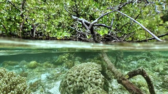 Split-level view of a Raja Ampat mangrove with trees above and coral below, while several needlefish, Belonidae, swim just under the surface.