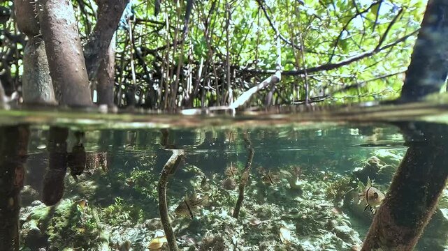 Split-level view of a Raja Ampat mangrove, with prop roots crossing the water surface and orbicular cardinalfish, Sphaeramia orbicularis, swimming below.