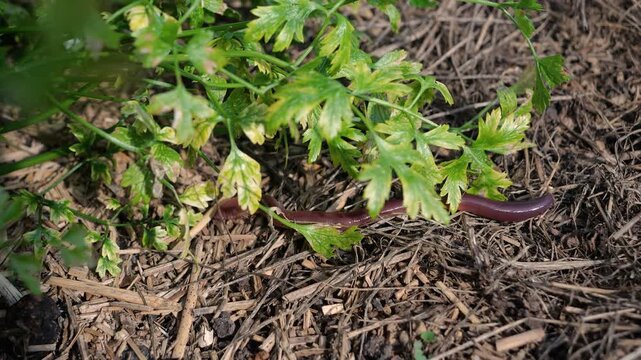 CLOSE UP, TOP DOWN: Pink earthworm crawls through dry mulch beneath green garden foliage. Beneficial soil animal moving through an edible garden while supporting aeration and healthy plant growth.