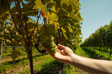 Obraz premium Grapes are carefully picked by hand in vibrant vineyard under clear blue sky