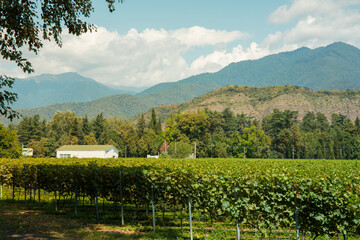 Obraz premium Vineyard stretches across lush green fields with mountains in the background