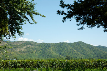 Obraz premium Vineyard stretches across rolling hills with mountains in the distance