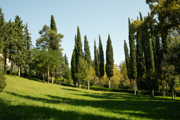 Obraz premium Serene park landscape features tall cypress trees and vibrant greenery