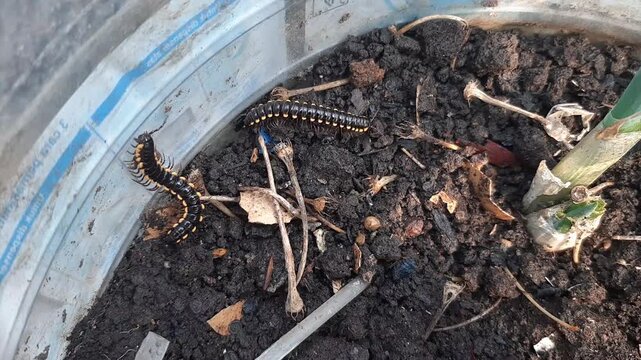 Detritivore Yellow-spotted millipede, also known as Harpaphe haydeniana