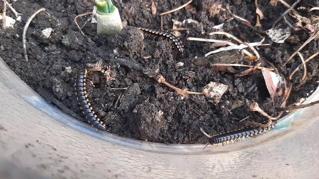 Detritivore Yellow-spotted millipede, also known as Harpaphe haydeniana